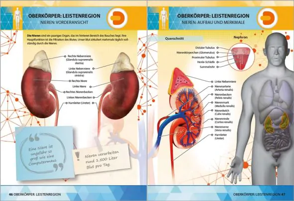 menschliche Anatomie Organe zurück